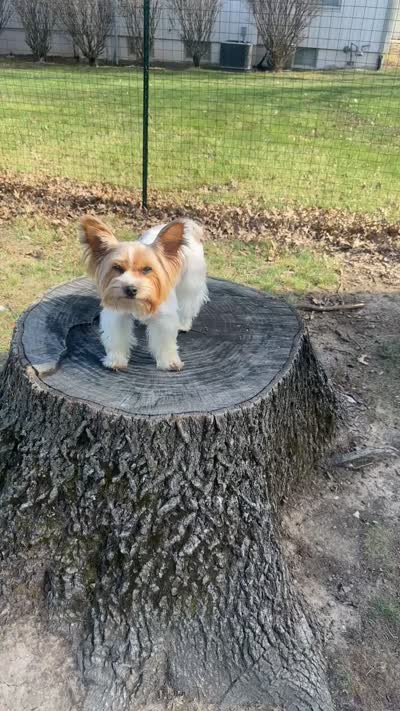 Bunnie, a female Yorkshire Terrier for sale in Excelsior Springs, MO – 10 of 10
