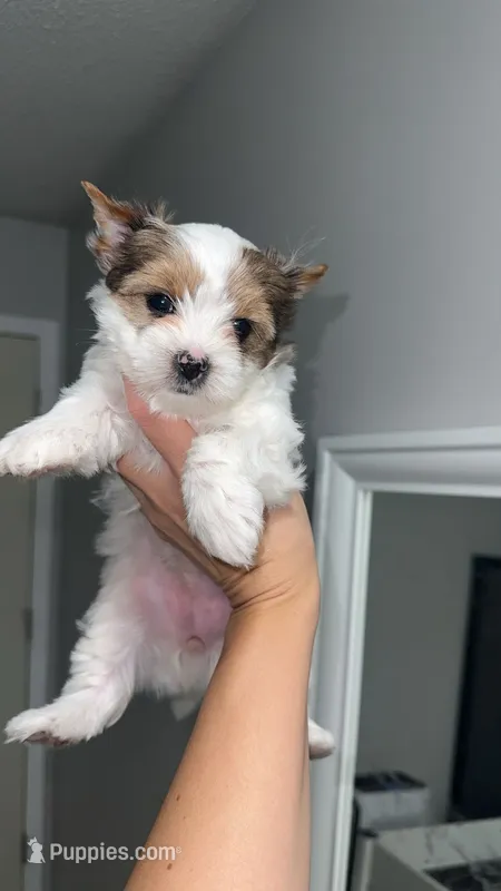Dolly – Yorkshire Terrier, Biewer puppy for sale in Excelsior Springs, MO