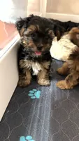 Morkiepoo, a male Yorkshire Terrier and Morkie for sale in Excelsior Springs, MO – 2 of 5