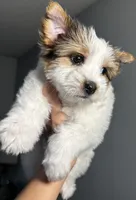 Mama Cass, a female Yorkshire Terrier and Biewer for sale in Excelsior Springs, MO – 2 of 9