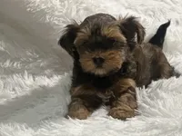 Morkiepoo, a female Yorkshire Terrier and Morkie for sale in Excelsior Springs, MO – 6 of 9