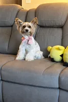 Bunnie, a female Yorkshire Terrier for sale in Excelsior Springs, MO – 6 of 10