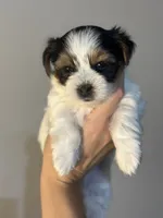Cher, a female Yorkshire Terrier and Biewer for sale in Excelsior Springs, MO – 4 of 9