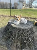 Bunnie, a female Yorkshire Terrier for sale in Excelsior Springs, MO – 8 of 10
