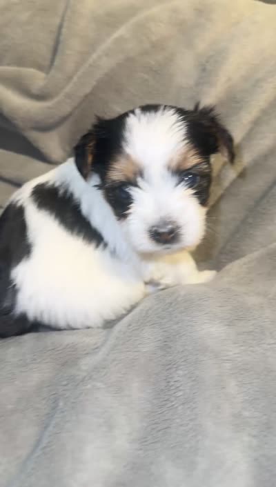 Cher, a female Yorkshire Terrier and Biewer for sale in Excelsior Springs, MO – 9 of 9