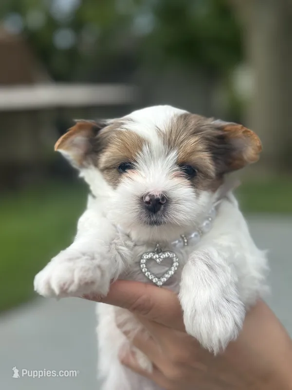Dolly – Yorkshire Terrier, Biewer puppy for sale in Excelsior Springs, MO