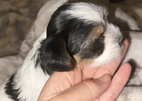 Cher, a female Yorkshire Terrier and Biewer for sale in Excelsior Springs, MO – 8 of 9