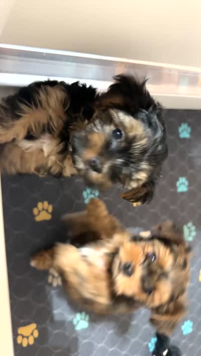 Morkiepoo, a male Yorkshire Terrier and Morkie for sale in Excelsior Springs, MO – 6 of 6