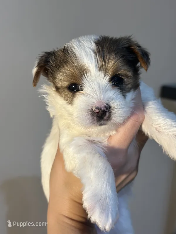 Dolly – Yorkshire Terrier, Biewer puppy for sale in Excelsior Springs, MO