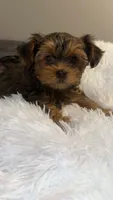 Evee, a female Yorkshire Terrier and Morkie for sale in Excelsior Springs, MO – 2 of 10