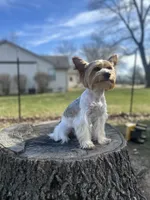 Bunnie, a female Yorkshire Terrier for sale in Excelsior Springs, MO – 1 of 10