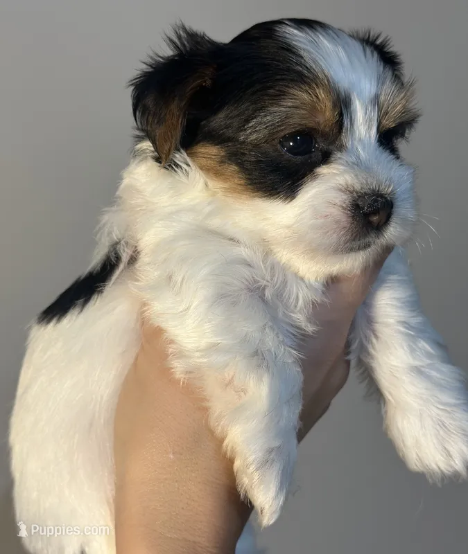 Cher – Yorkshire Terrier, Biewer puppy for sale in Excelsior Springs, MO