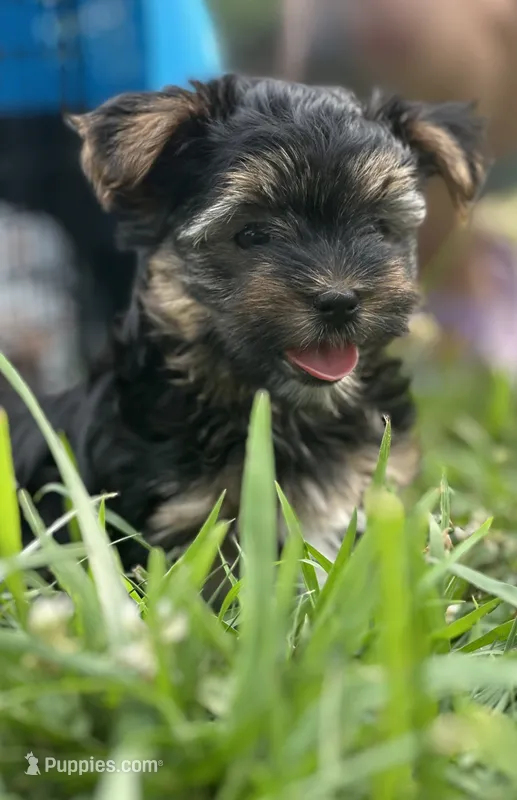 Morkiepoo – Yorkshire Terrier, Morkie puppy for sale in Excelsior Springs, MO
