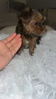 Morkiepoo, a female Yorkshire Terrier and Morkie for sale in Excelsior Springs, MO – 8 of 9