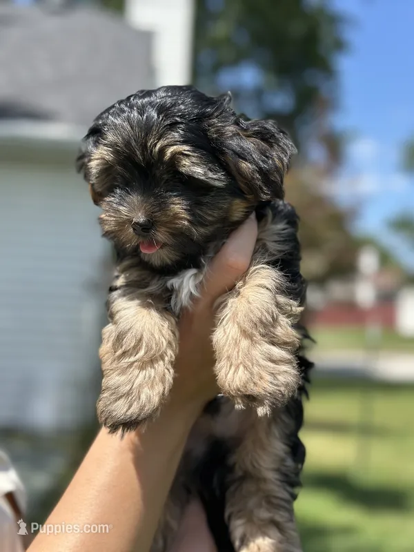 Pikachu – Yorkshire Terrier, Morkie puppy on hold in Excelsior Springs, MO
