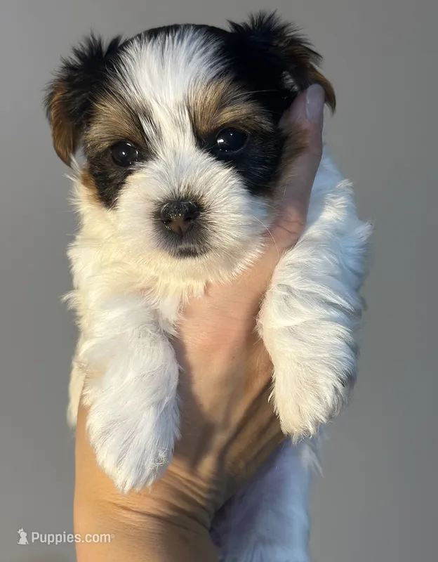 Cher – Yorkshire Terrier, Biewer puppy for sale in Excelsior Springs, MO