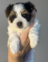 Cher, a female Yorkshire Terrier and Biewer for sale in Excelsior Springs, MO – 1 of 9