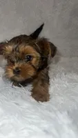 Morkiepoo, a female Yorkshire Terrier and Morkie for sale in Excelsior Springs, MO – 2 of 9