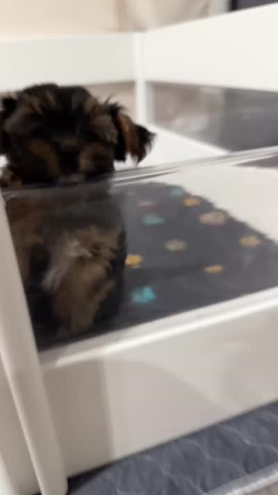 Morkiepoo, a male Yorkshire Terrier and Morkie for sale in Excelsior Springs, MO – 5 of 5