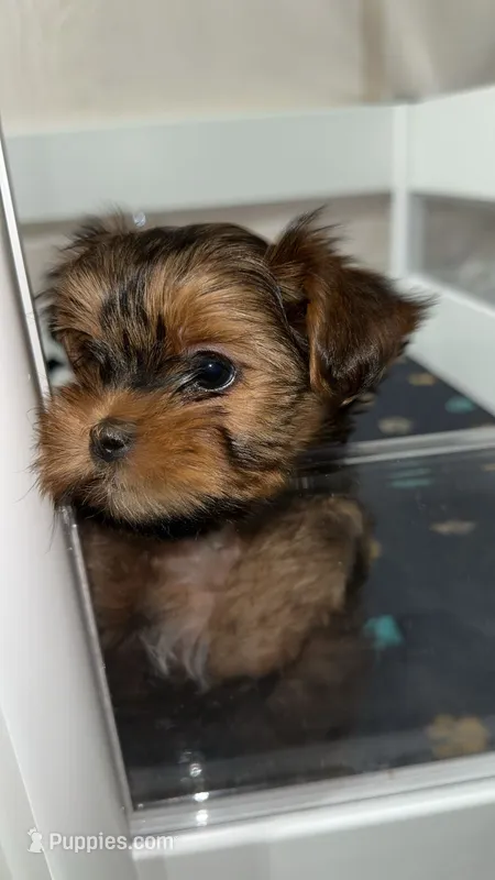 Morkiepoo – Yorkshire Terrier, Morkie puppy for sale in Excelsior Springs, MO