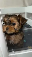 Morkiepoo, a female Yorkshire Terrier and Morkie for sale in Excelsior Springs, MO – 1 of 9