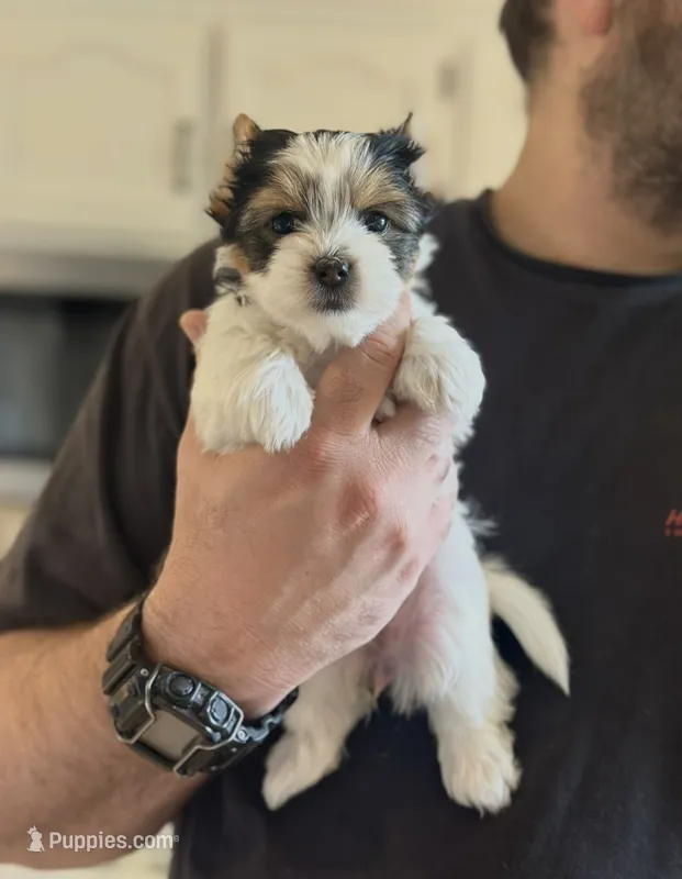 Cher – Yorkshire Terrier, Biewer puppy for sale in Excelsior Springs, MO