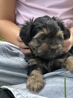 Morkiepoo, a male Yorkshire Terrier and Morkie for sale in Excelsior Springs, MO – 5 of 6