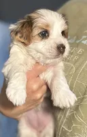 Mama Cass, a female Yorkshire Terrier and Biewer for sale in Excelsior Springs, MO – 6 of 6