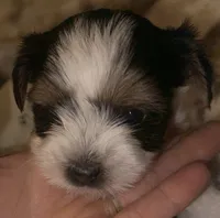 Cher, a female Yorkshire Terrier and Biewer for sale in Excelsior Springs, MO – 6 of 9