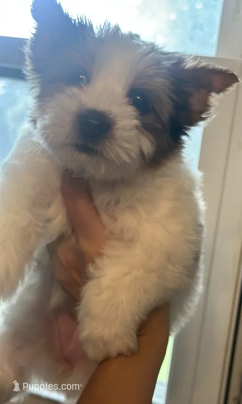 Mama Cass – Yorkshire Terrier, Biewer puppy for sale in Excelsior Springs, MO