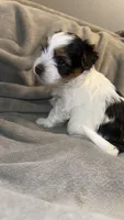 Cher, a female Yorkshire Terrier and Biewer for sale in Excelsior Springs, MO – 7 of 9