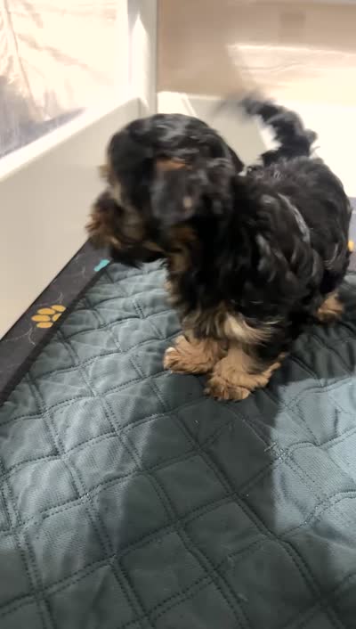 Pikachu, a male Yorkshire Terrier and Morkie for sale in Excelsior Springs, MO – 7 of 7