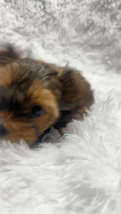 Morkiepoo, a female Yorkshire Terrier and Morkie for sale in Excelsior Springs, MO – 9 of 9