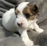 Dolly, a female Yorkshire Terrier and Biewer for sale in Excelsior Springs, MO – 5 of 10