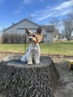 Bunnie, a female Yorkshire Terrier for sale in Excelsior Springs, MO – 4 of 10