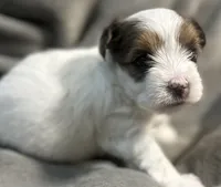 Dolly, a female Yorkshire Terrier and Biewer for sale in Excelsior Springs, MO – 6 of 10