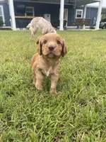 Ace, a male English Cocker Spaniel for sale in Baconton, GA – 2 of 3