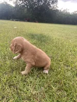 Sir Buck, a male English Cocker Spaniel for sale in Baconton, GA – 2 of 5