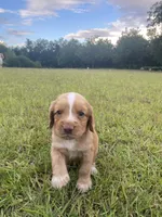 Sir Buck, a male English Cocker Spaniel for sale in Baconton, GA – 3 of 5