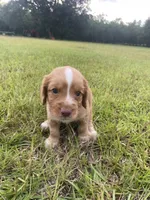 Sir Buck, a male English Cocker Spaniel for sale in Baconton, GA – 4 of 5