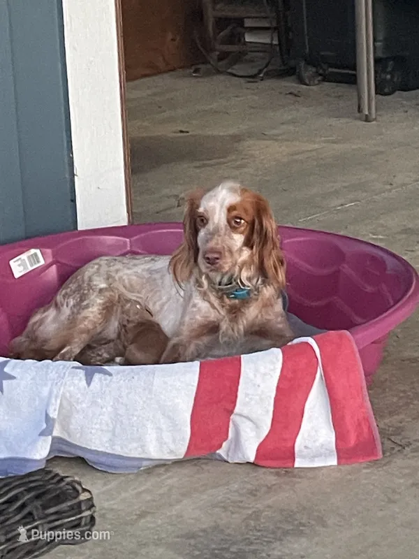 Ace – English Cocker Spaniel puppy for sale in Baconton, GA