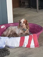 Ace, a male English Cocker Spaniel for sale in Baconton, GA – 1 of 3