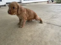 Ace, a male English Cocker Spaniel for sale in Baconton, GA – 3 of 3