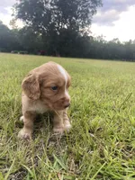Sir Buck, a male English Cocker Spaniel for sale in Baconton, GA – 1 of 5