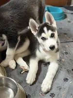 Rosie, a female Siberian Husky for sale in Willingboro, NJ – 2 of 5