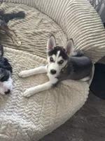 Rosie, a female Siberian Husky for sale in Willingboro, NJ – 5 of 5