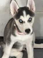 Rosie, a female Siberian Husky for sale in Willingboro, NJ – 3 of 5