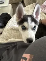 Rosie, a female Siberian Husky for sale in Willingboro, NJ – 4 of 5