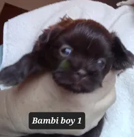 Bambi - Boy 1, a male Shih Tzu for sale in Orland Park, IL – Photo 2 of 3