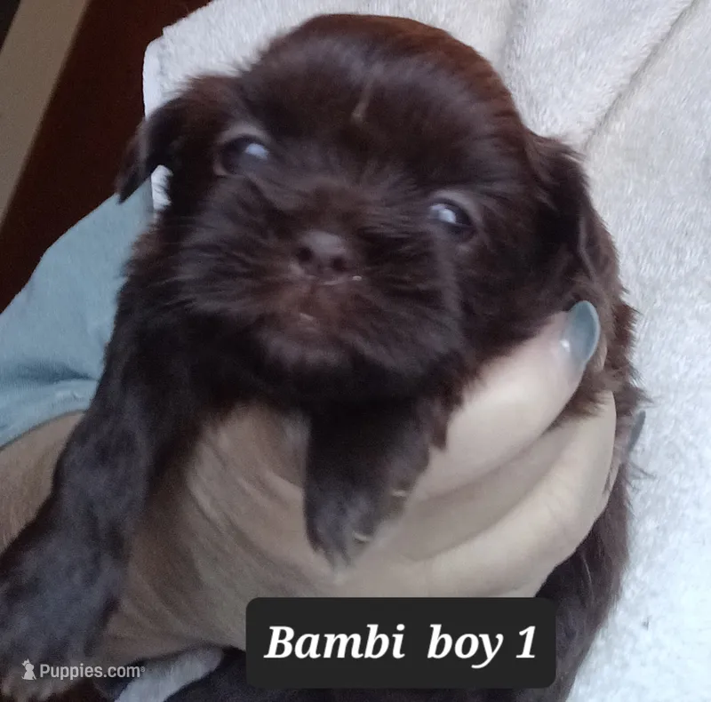 Bambi - Boy 1